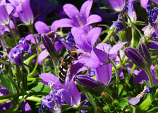 Glockenblume klein in violett