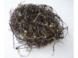 Ostergras - dünne Zweige