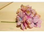 Hortensie - Blüte
